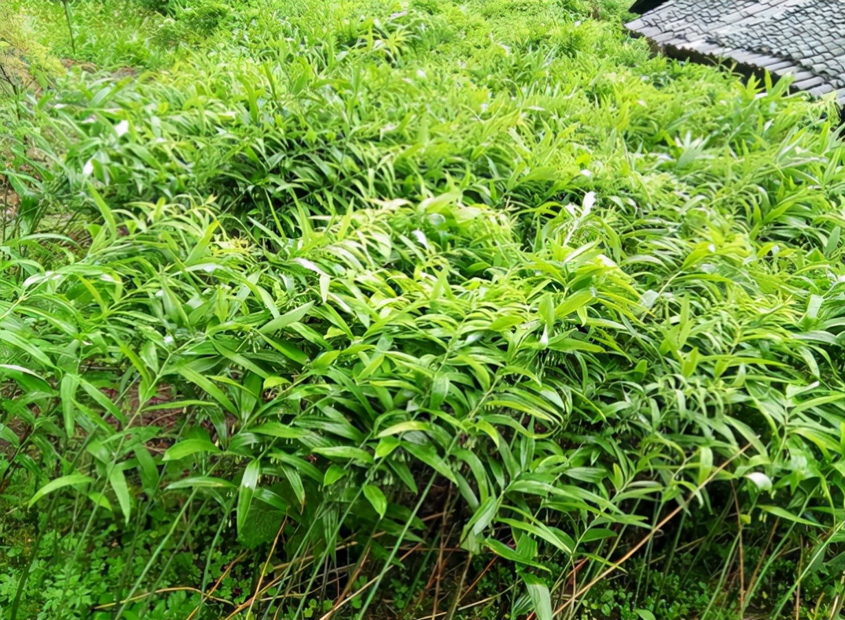 俗称"老虎姜",曾被挖来喂猪,今日才知是"仙人余粮",望珍惜