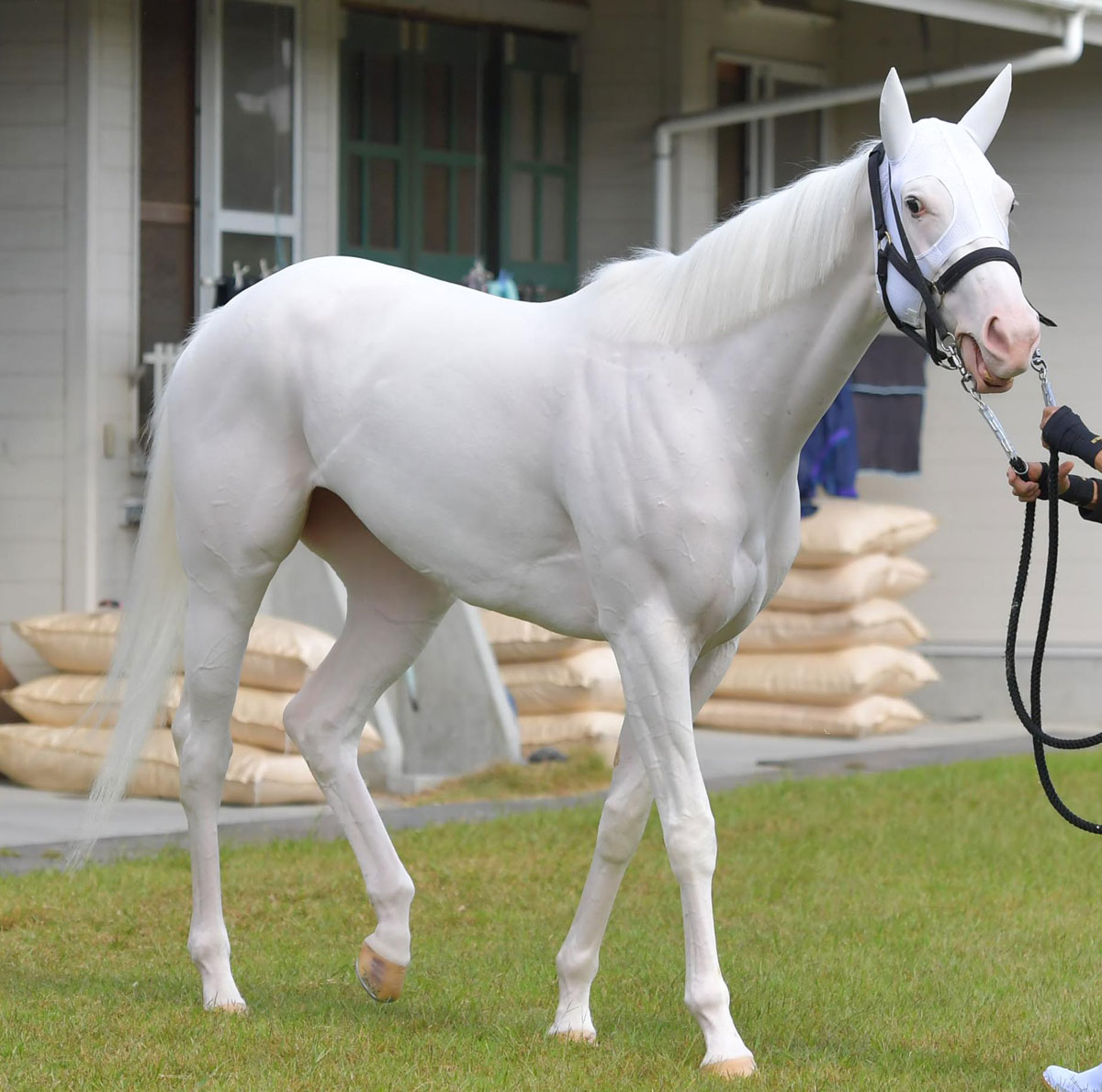 一匹又美又强的白马,力压日本明星冲上写真热销榜