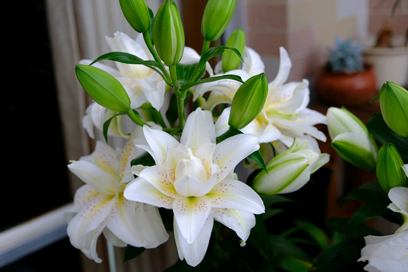 重瓣百合花,今年前开始"火"起来的百合花新品种,植株在外形上没什么