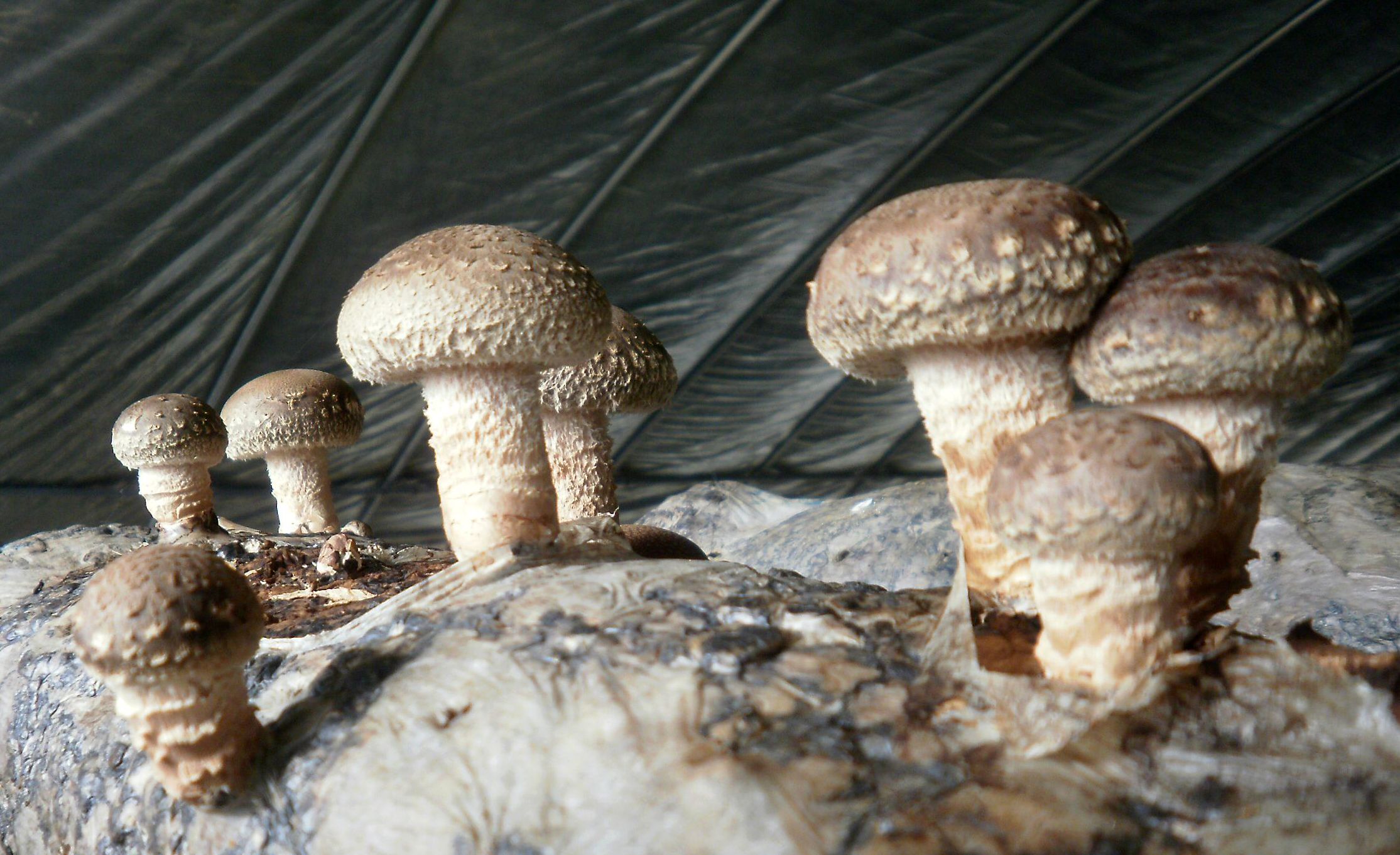 袋栽香菇菌棒被杂菌污染最让菇农头疼,如何避雷,中招了又咋处理