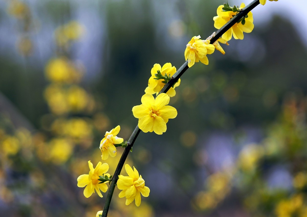 室内养殖迎春花并不难,掌握正确管理方法,花色金黄又灿烂