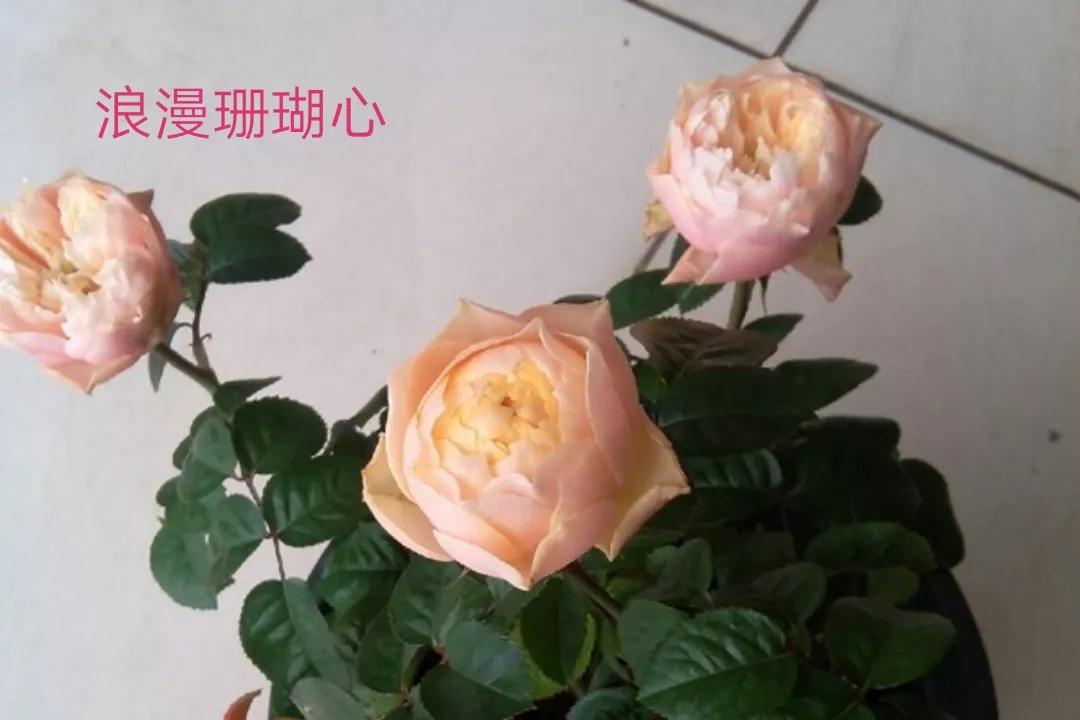 艾莎月季优缺点月季（常见切花月季详细介绍）