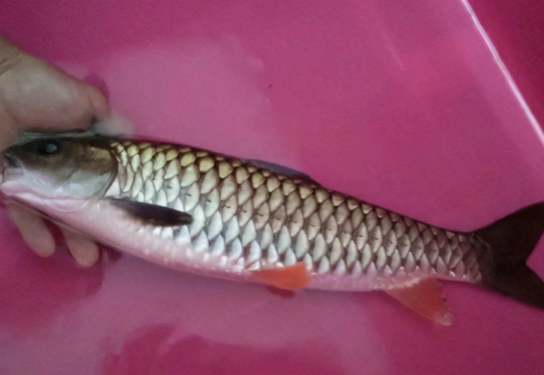 粗鳞鱼也叫军鱼