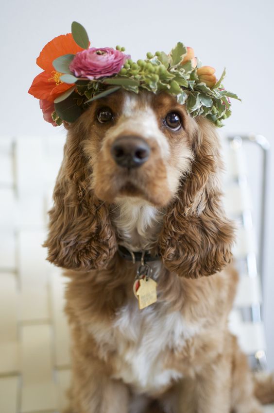 可卡犬优缺点适合什么人养(可卡犬的优点和缺点可爱时尚)