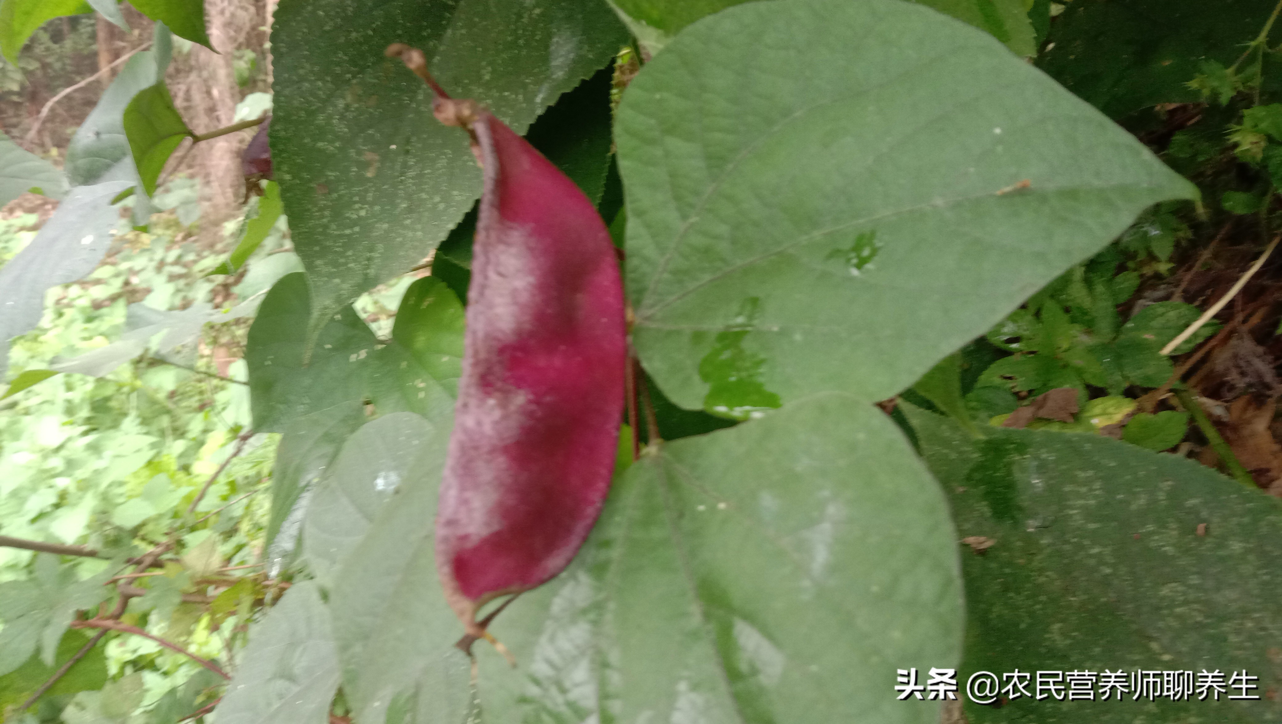 紫扁豆是什么（紫扁豆的正确营养价值，千万不要错过）