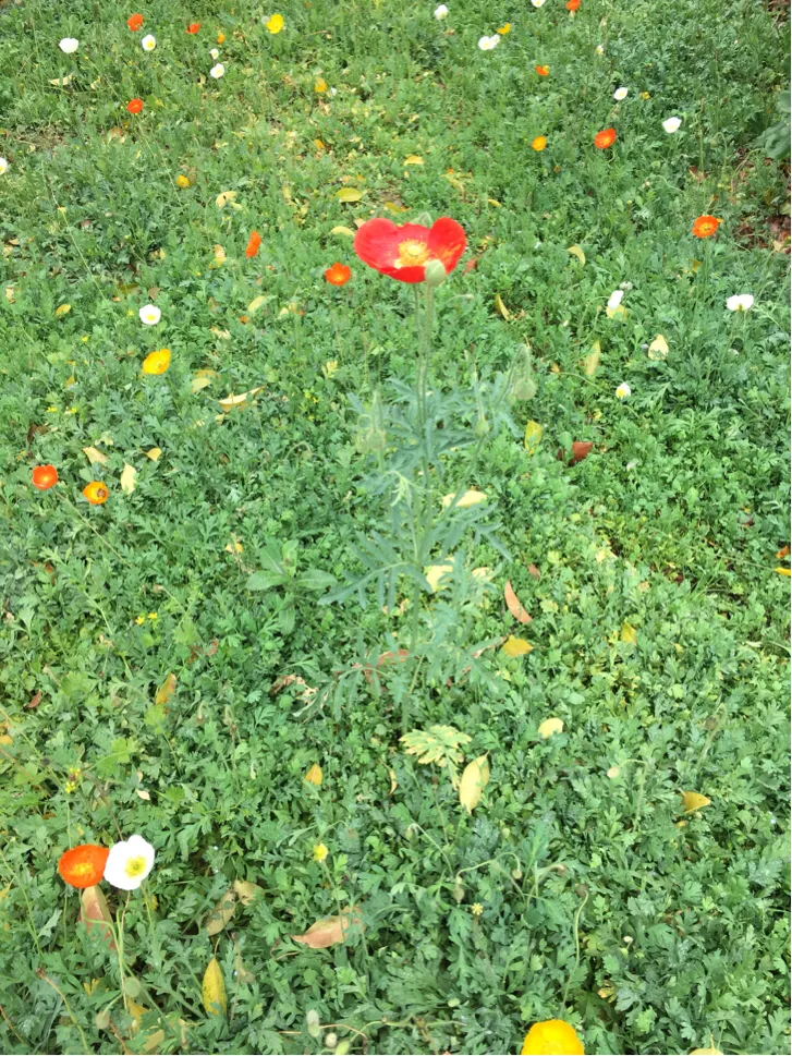 颜值这么高，是哪所高校呢？苏州大学独墅湖校区正在越变越美