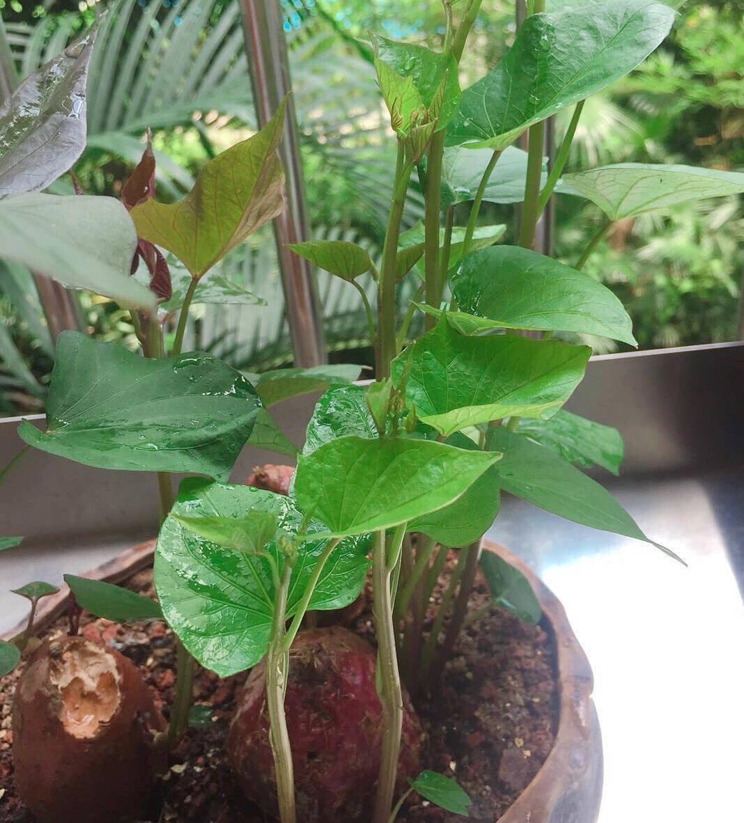 还能开出漂亮的花(还能开出漂亮的花吗)