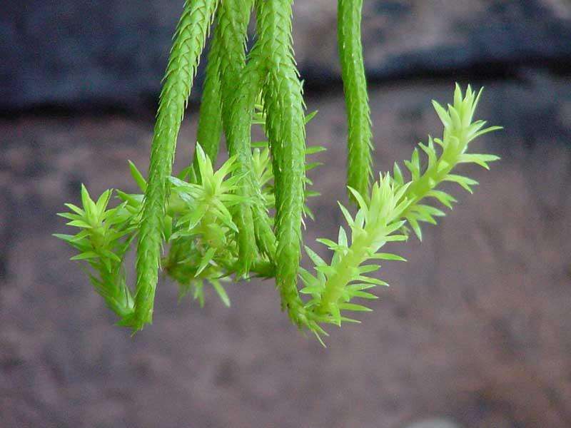 田里的"千层草",农民不识以为是杂草,其实它是"宝"!