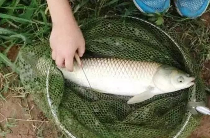 为什么说春季到了汛期才是钓草鱼的好季节(钓草鱼的最佳季节)