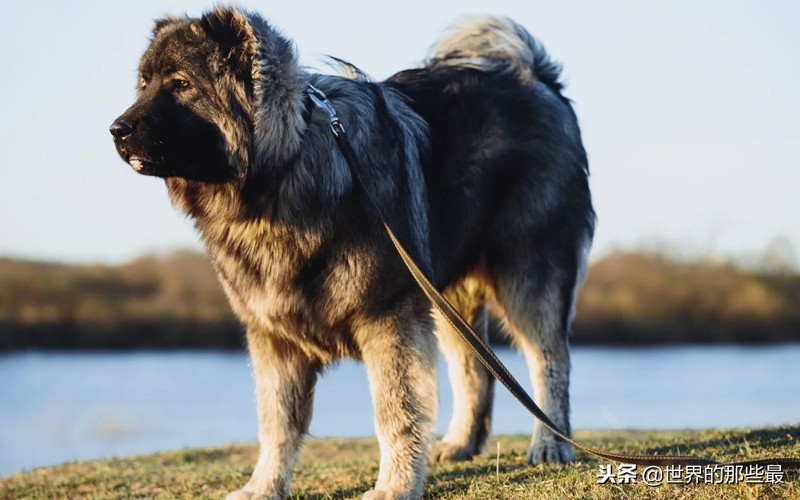 两种素有“国宝”之称的猛犬，不仅体型最大，实力更是犬中前三
