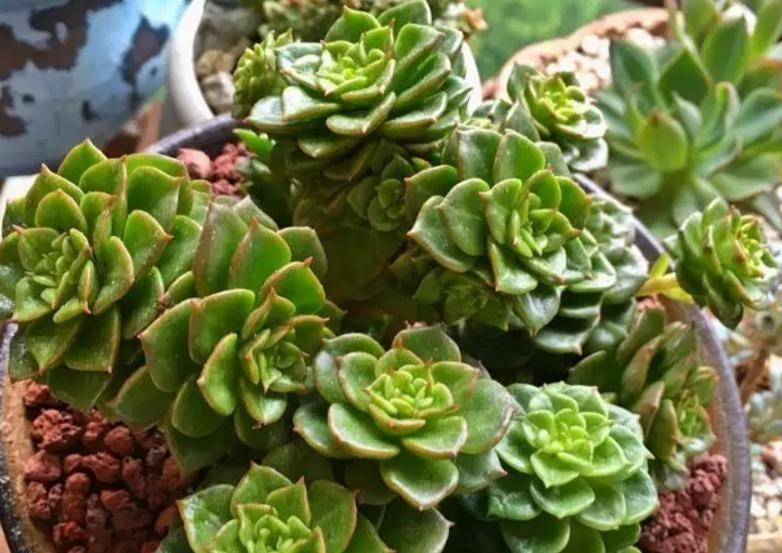蜡牡丹,景天科多肉植物,怎么养护容易出状态、长爆头?