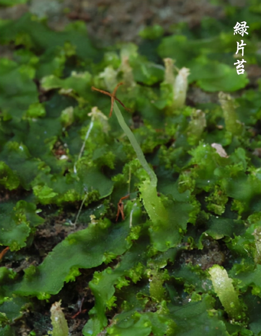 苔藓植物图片（小编带你盘点四十种苔藓植物）