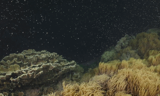 珊瑚是生物吗？珊瑚到底是动物还是植物-第27张图片