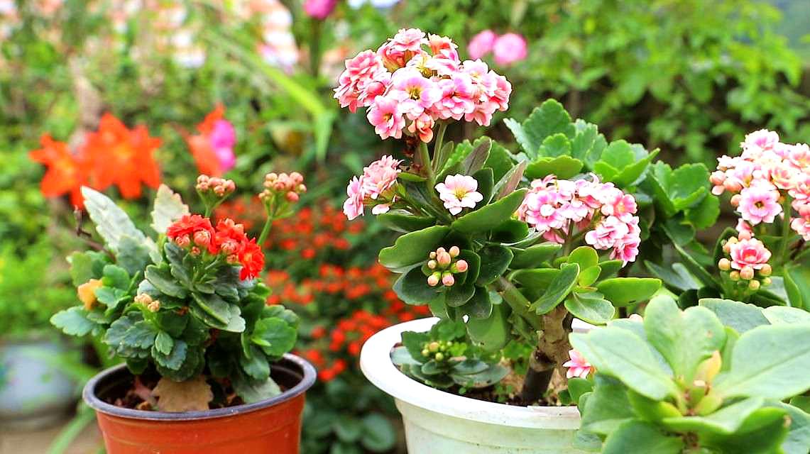 什么花不适合家里养（不适合家里养的32种花）