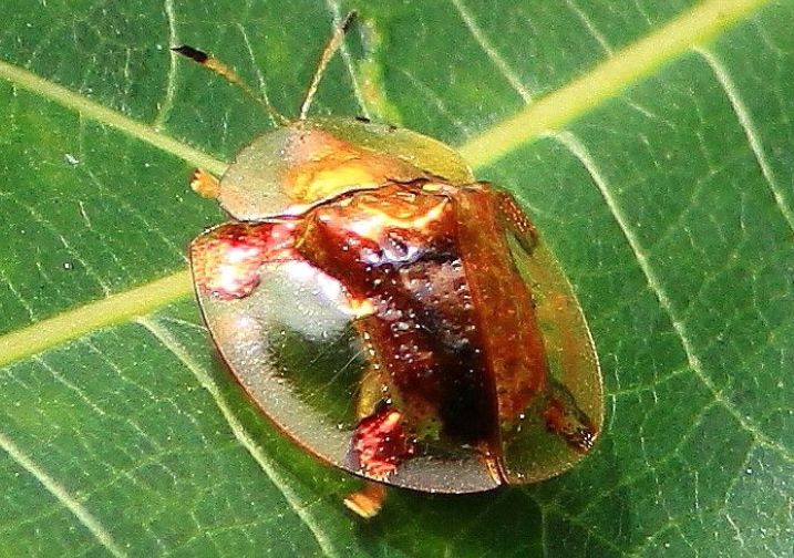 黄金龟甲虫体内有没有金（盘点全世界最壕的3种生物）