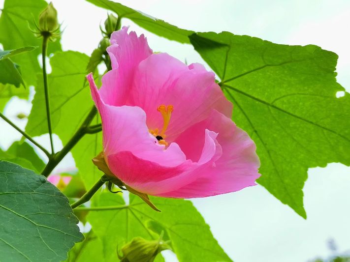 花开诗话：芙蓉花