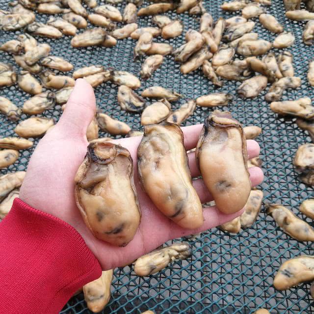 生蚝肚子黑色的是排泄物？蚝农亲口说：里面才是精华