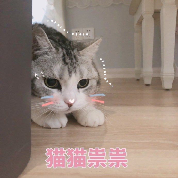 表情包：猫猫怂怂