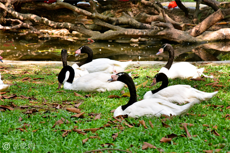 三天三夜欢乐长隆之旅（附攻略）