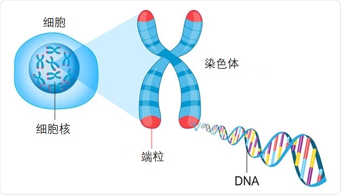 乌龟寿命最长多少年（知识科普乌龟的最长寿命）