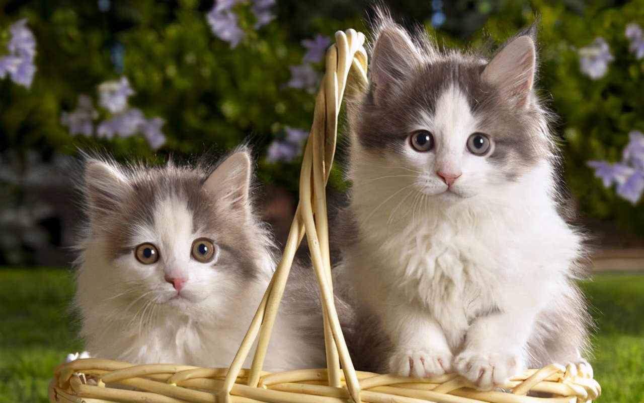 猫粮推荐什么牌子比较好？