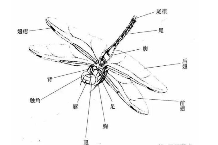 蜻蜓的特征(蜻蜓的特征简单介绍)