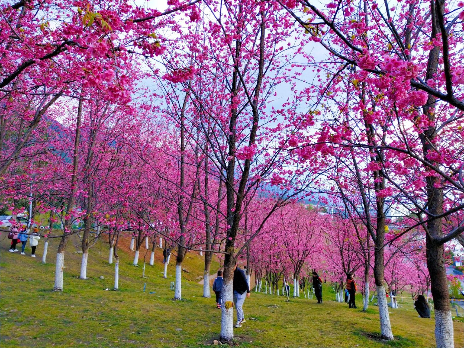 理大：大理最高学府，大理大学及周边景点吃住行游购娱攻略