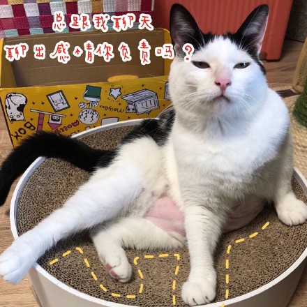 猫咪撩妹表情包：你是我见过女孩子中最美又最可爱的一个