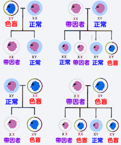 紅綠色盲是什麼遺傳(自己或者孩子有沒有色盲) - 百百科