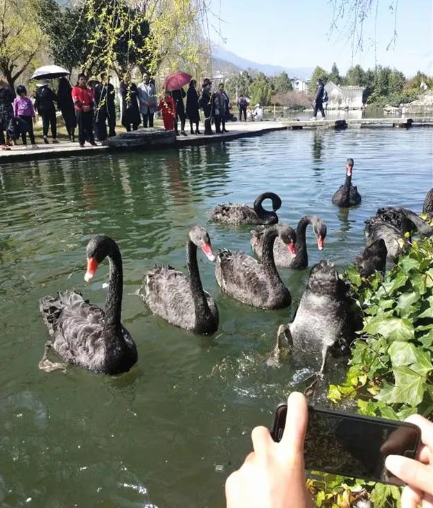 痛心！大理大学12只网红黑天鹅被烈犬咬死！包括6只丑小鸭！狗主人赔4万元
