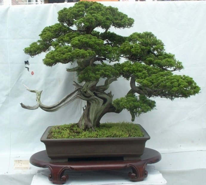 柏树盆景更具风味,观赏性强