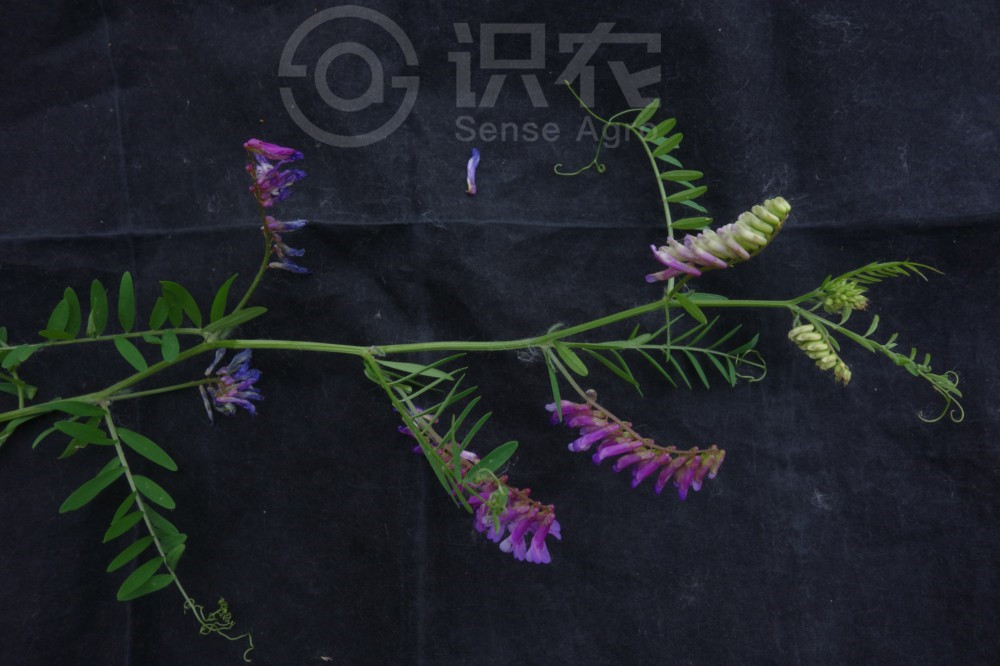 野豌豆属于什么科（野豌豆的物种简介和别名）