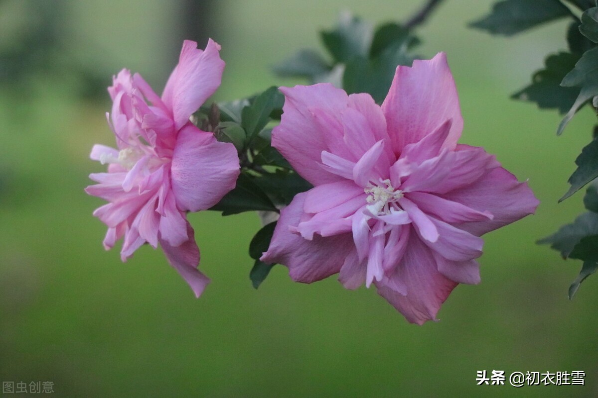 盛夏槿花，颜如舜华，朝开暮落，仙子优雅，槿花八首伴盛夏