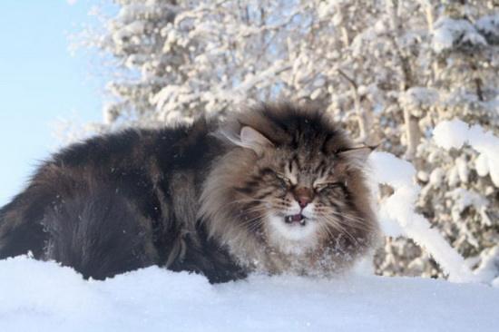 颜值高又能拉雪橇！说的不是哈士奇，而是西伯利亚森林猫！