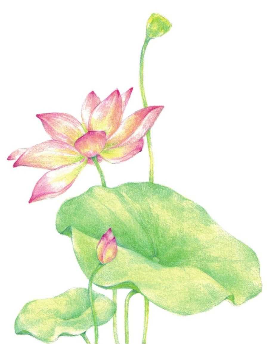 荷花图片手绘儿童画(怎么填用彩铅画荷花才好看) - 赤虎壹号