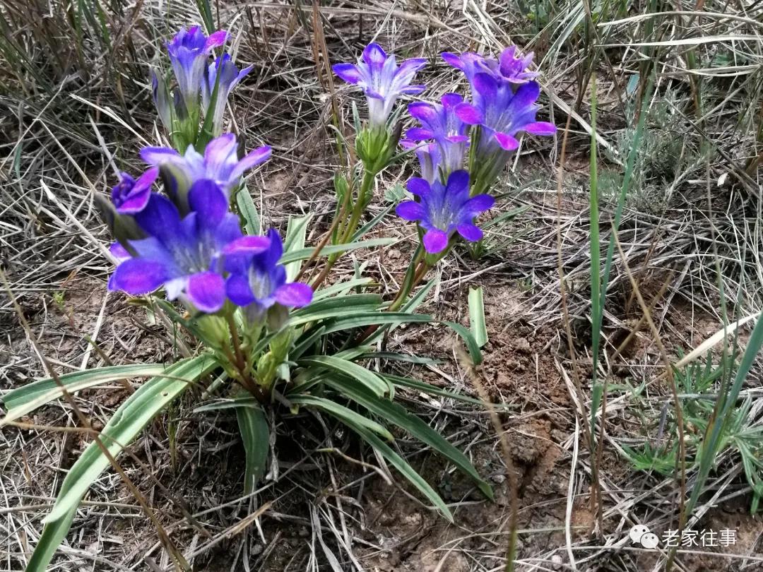 沙蓬的吃法(沙蓬) - 我爱生活网