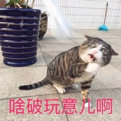 猫咪表情包合集｜你看我像猪吗