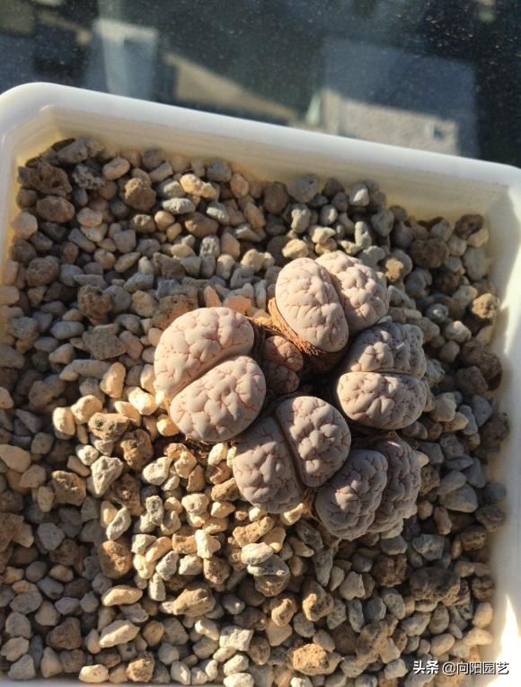 生石花的长大后的图片（生石花养护大全用砂石去养）