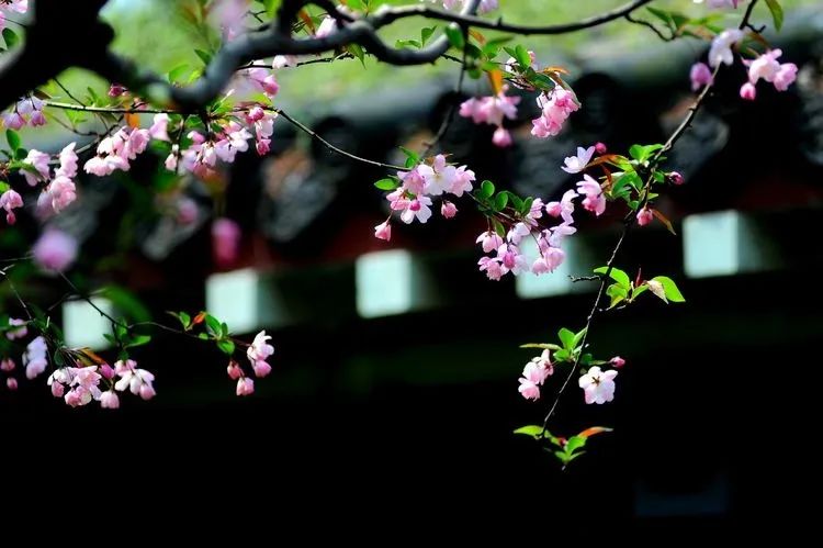 爱上江苏这所百年名校，只要这10句话就够了！