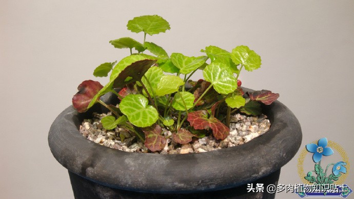 日本特有物种,彩色叶片的岩团扇