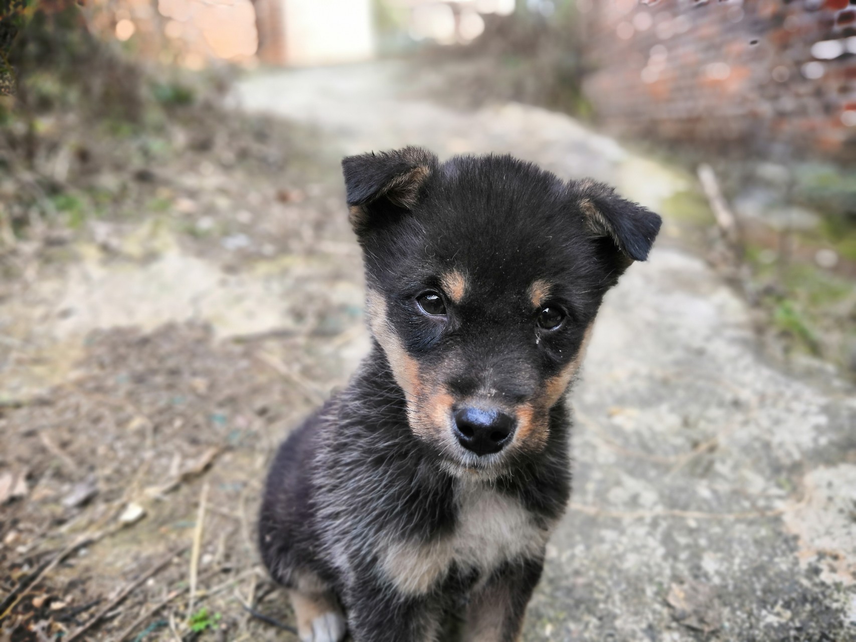 四蹄踏雪的狗招财图片(大黄) - 赤虎壹号