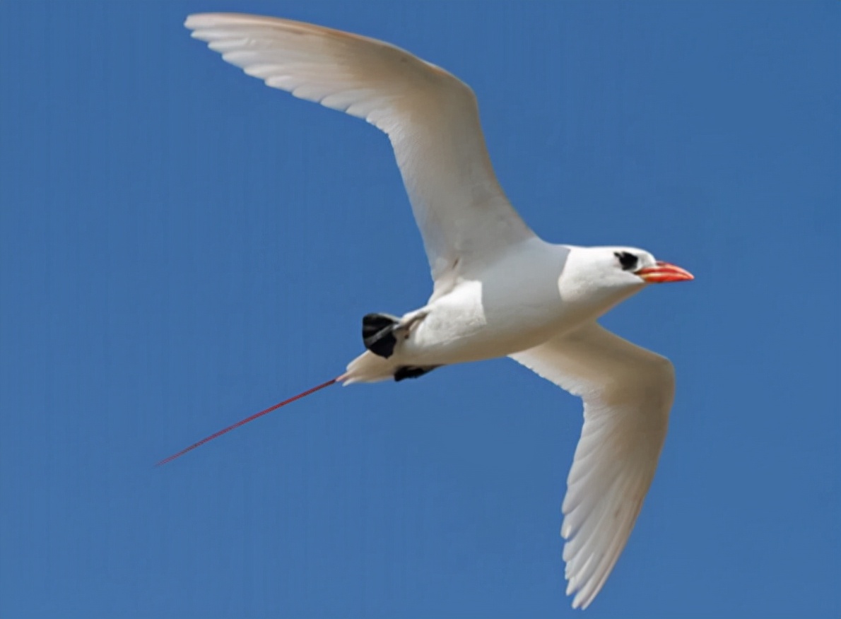 鹲怎么读？鹲的读音和意思