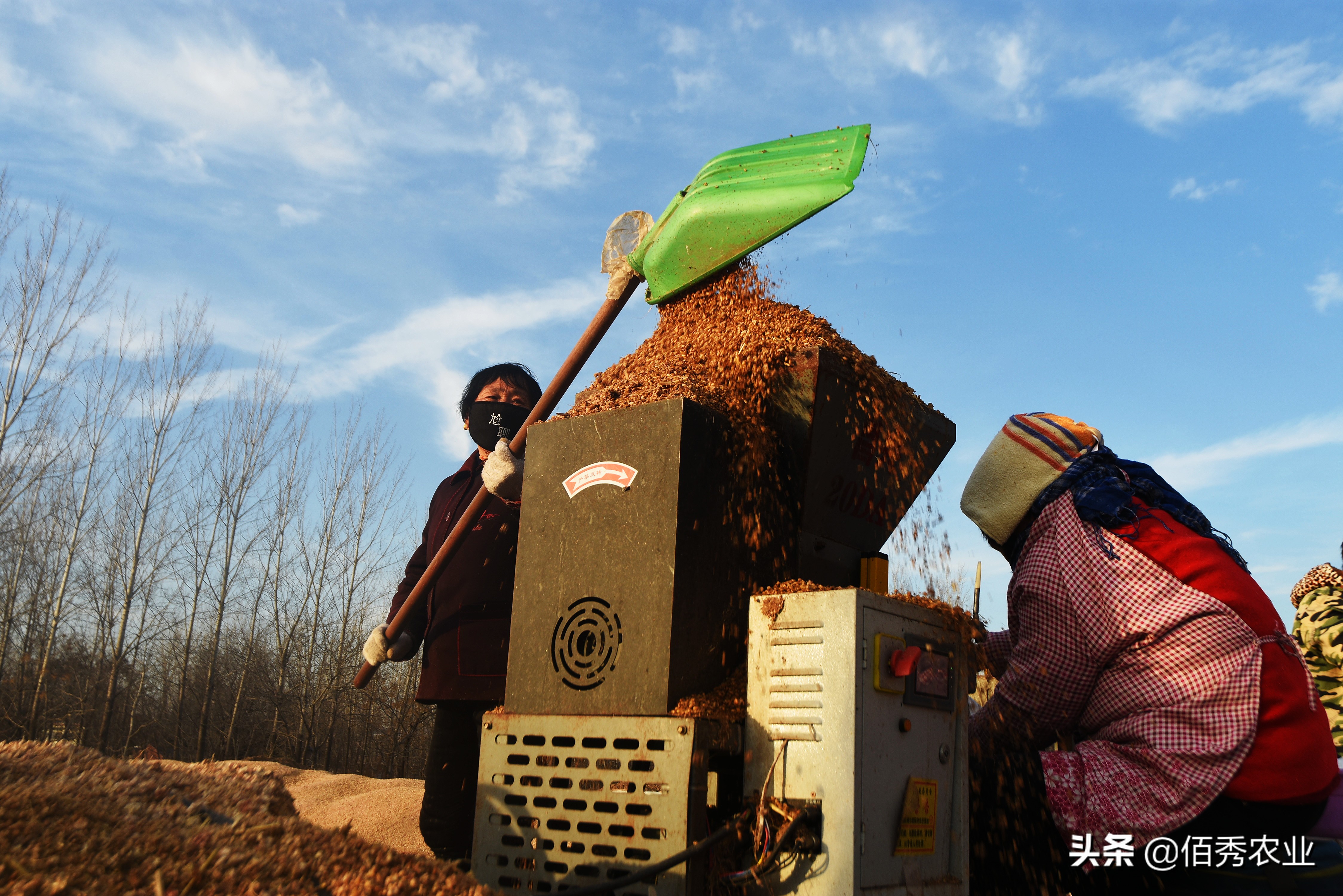 食用菌界的“贵族”，被农民争相种植的羊肚菌是骗局吗，坑在哪里