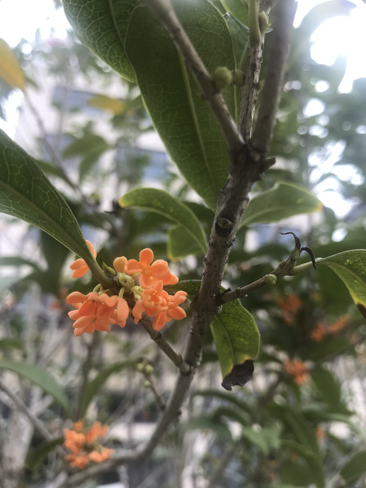 一夜秋风起，遍地桂花香