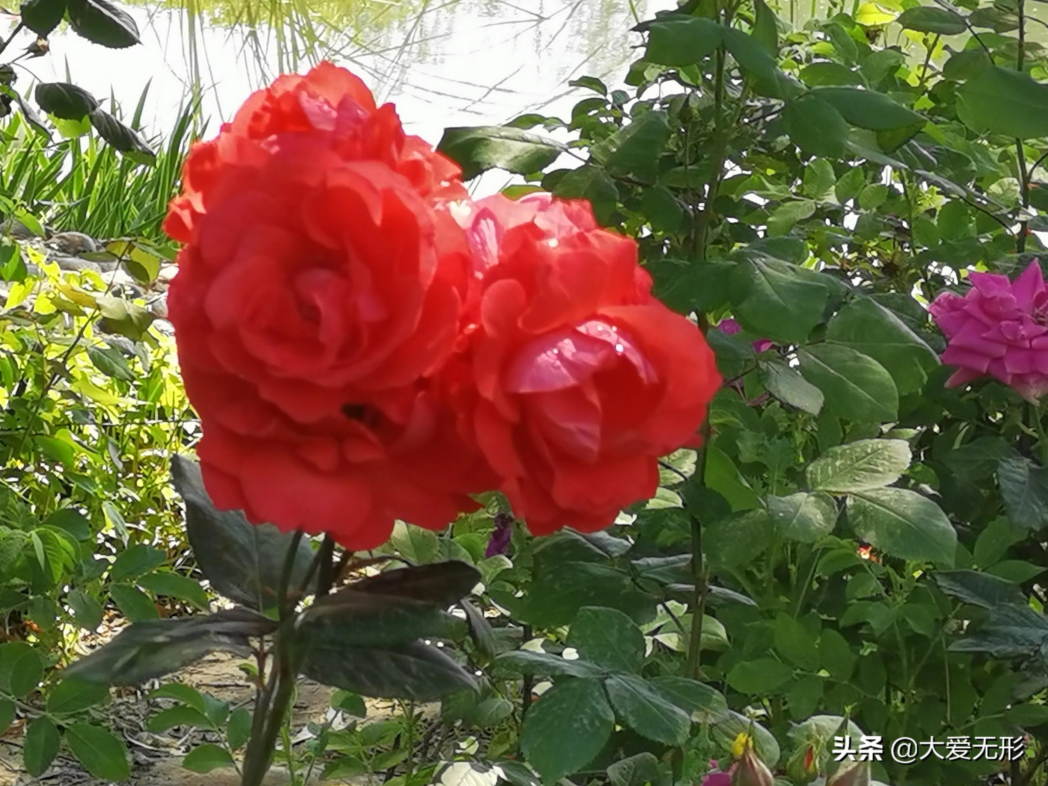 春日公园：绿柳拂堤，桃李争艳，莺啼燕语绕花间。