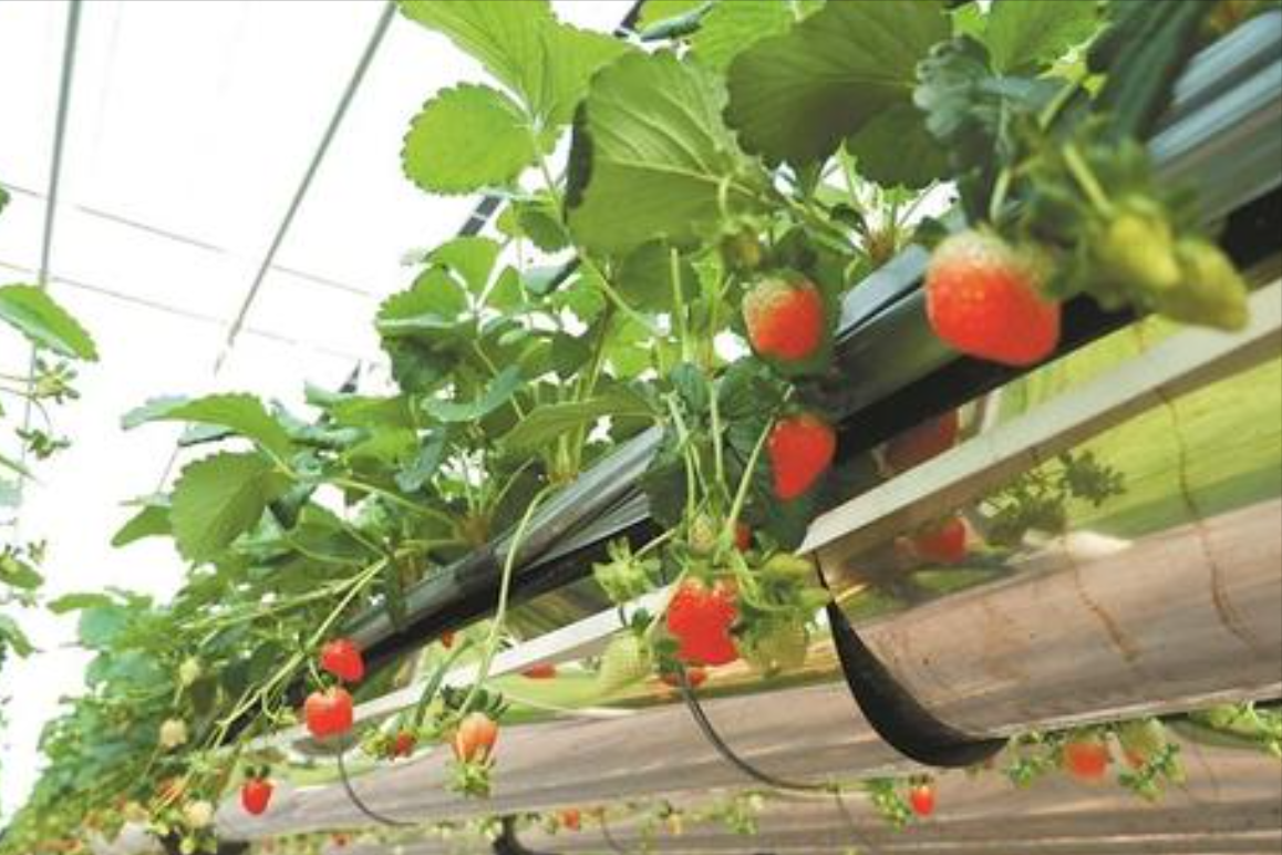 我国草莓的工厂化种植