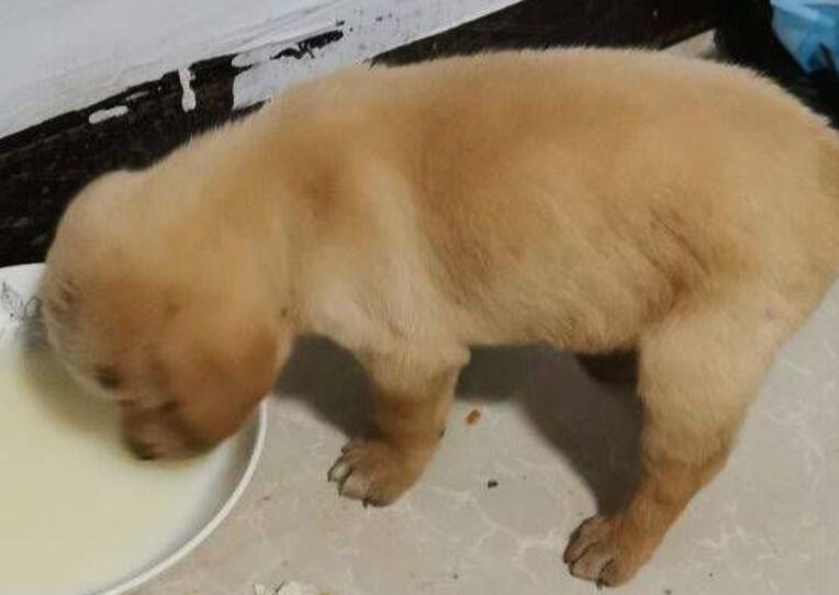 金毛幼犬吃什么 金毛幼犬的饮食