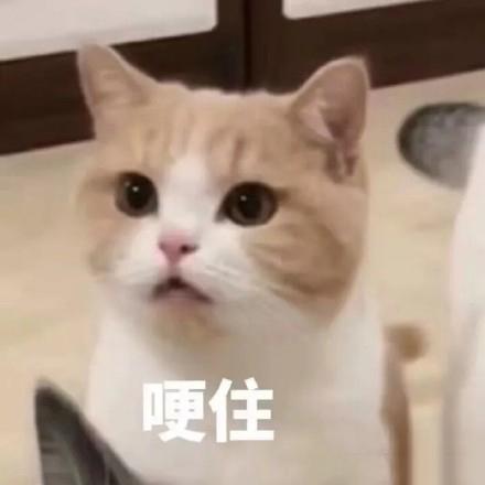 可爱猫咪的表情包我的悲伤大概有这么大