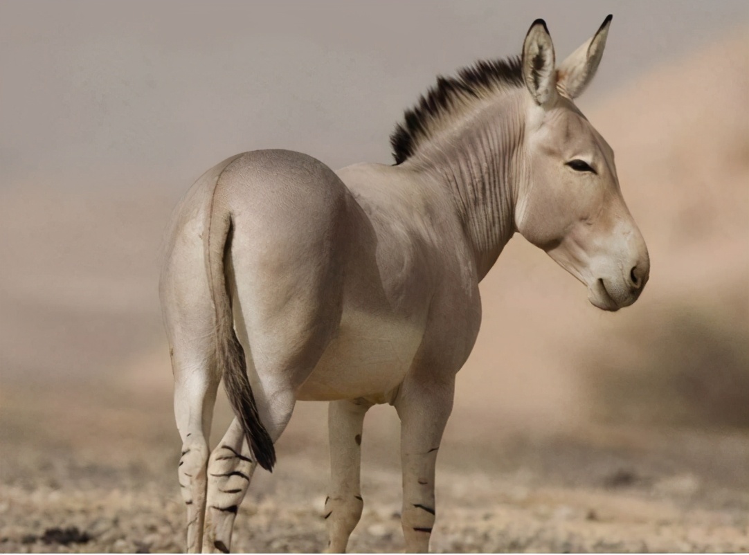 全世界的驴都起源于同一个祖先!研究发现,它们从非洲走向全球