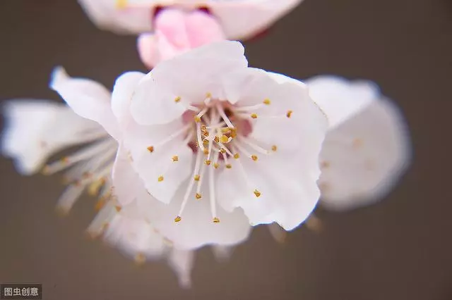 大文豪苏轼诗词集，每一首都是经典！